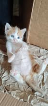 Adopter Biscuit