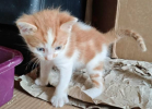 Biscuit
