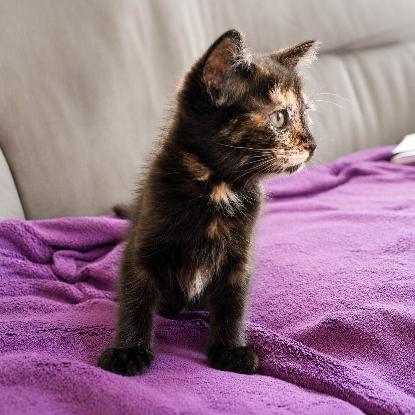 Adopter Petite legende