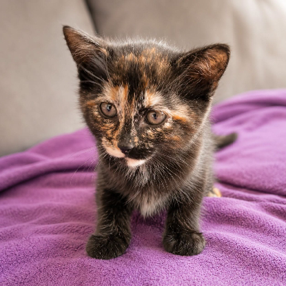 Adopter Petite legende