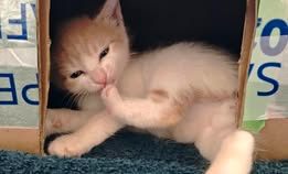 Adopter Buzz