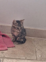 Adopter  chat : Flash