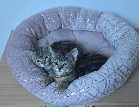 Adopter Baby