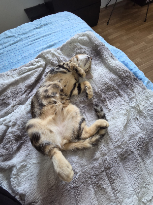 Adoption Baby