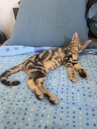 Adoption Baby