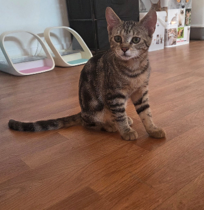 Adopter Baby