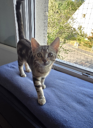 Adopter Baby