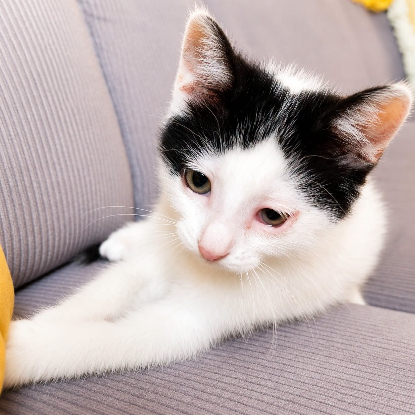 Adopter Twister