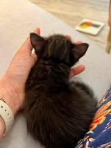 Adopter Loustic