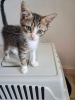 Miou
