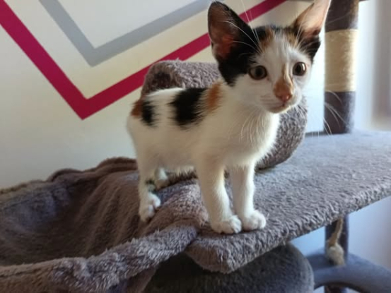 Adopter Moon