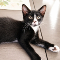 Adopter  chat : Bim