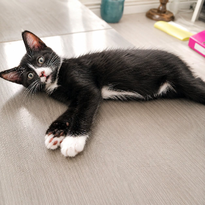 Adopter Bim