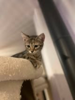 Adopter  chat : Perle
