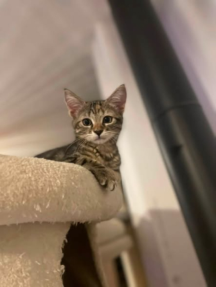 Adopter Perle