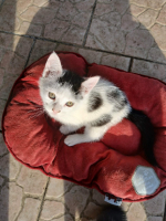 Adopter  chat : Cleo