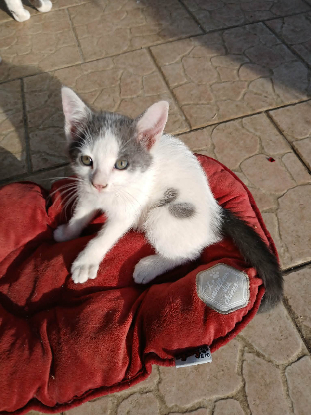 Adopter Kitkat