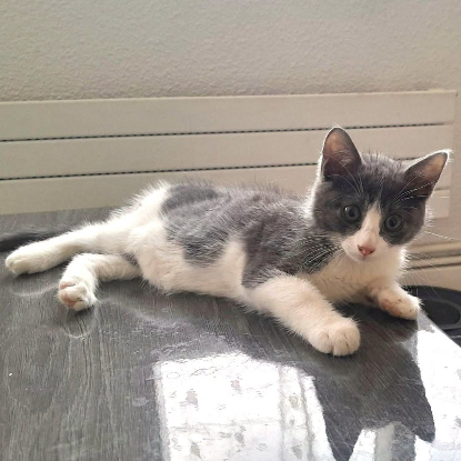 Adopter Boom