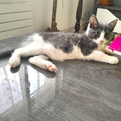 Adopter Boom