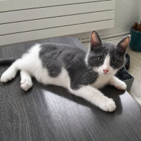 Adopter  chat : Boom