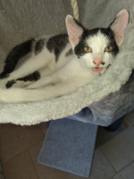 Adopter  chat : Orso
