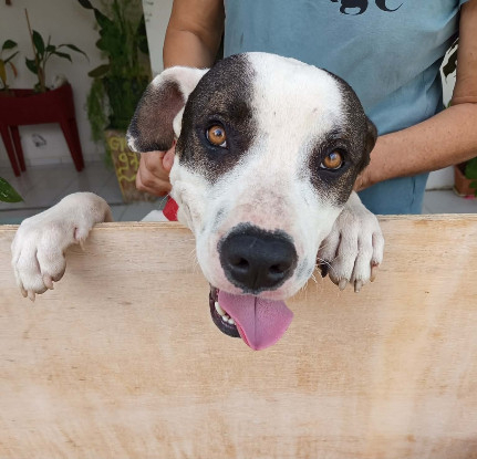 Adopter Tommy