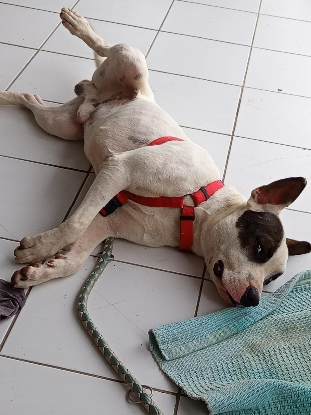 Adoption Tommy