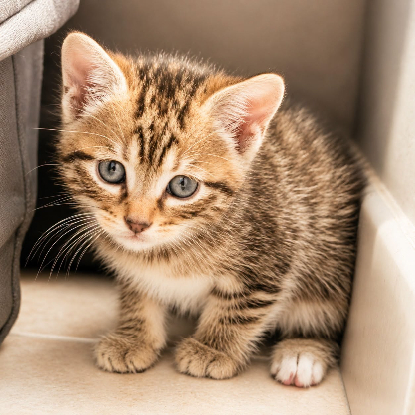 Adopter Pivoine