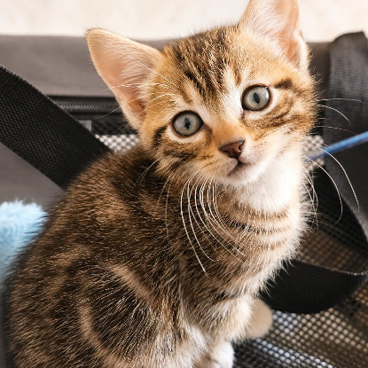 Adopter Pivoine