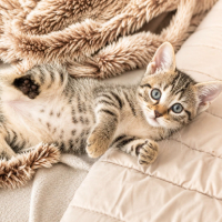 Adopter  chat : Jonquille