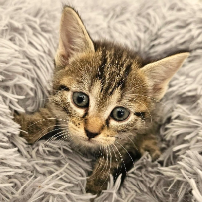 Adopter Jonquille