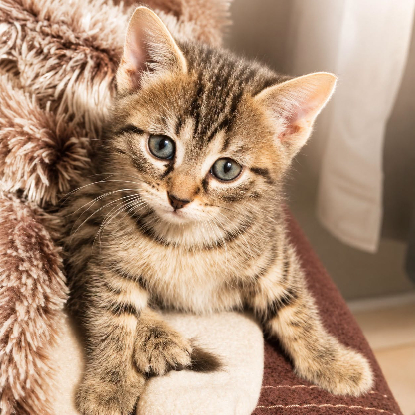 Adopter Jonquille