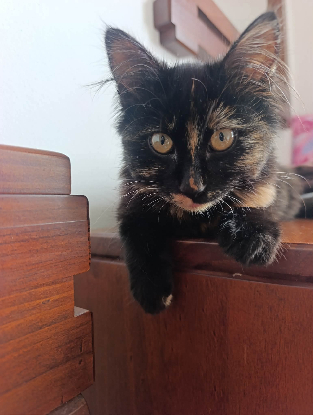 Adopter Flamme