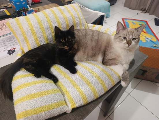 Adoption Flamme