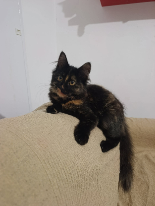Adoption Flamme