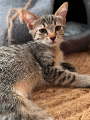 Adopter Nyx