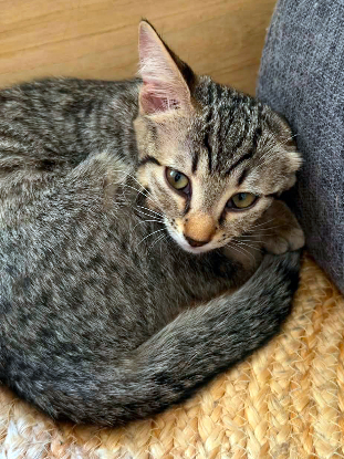 Adopter Nyx