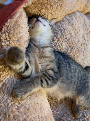 Adoption Nyx