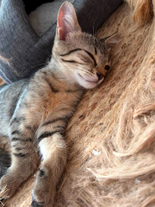 Adoption Nyx