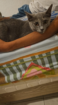 Adopter Yara