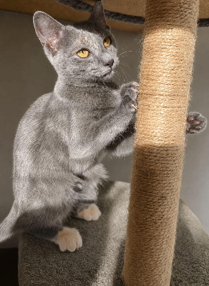 Adopter Yara