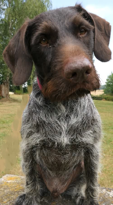 Adopter Trévor