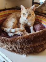Adopter  chat : Brasero