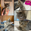 Bonnie et besty  deux soeurs a réserver