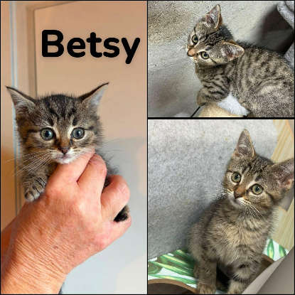 Adopter Bonnie et besty  deux soeurs a réserver