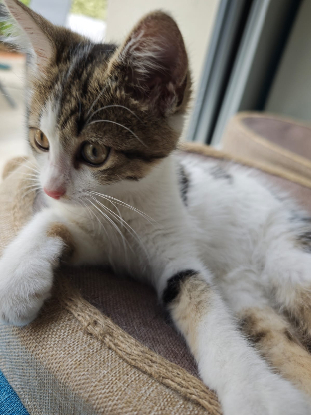 Adopter Yobo