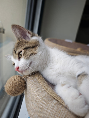 Adopter Yobo