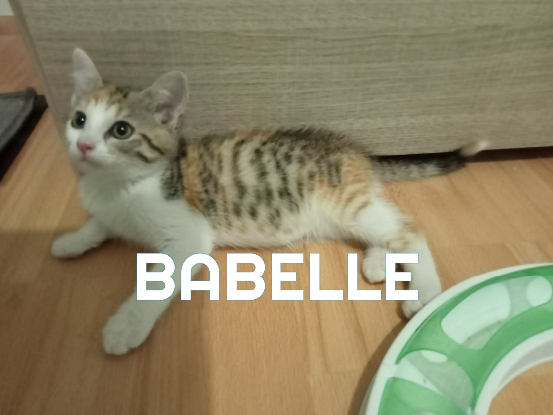 Adopter Babelle