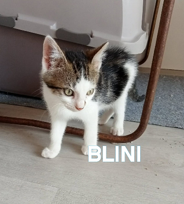 Adopter Blini