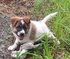 Adopter  chien : Brownie